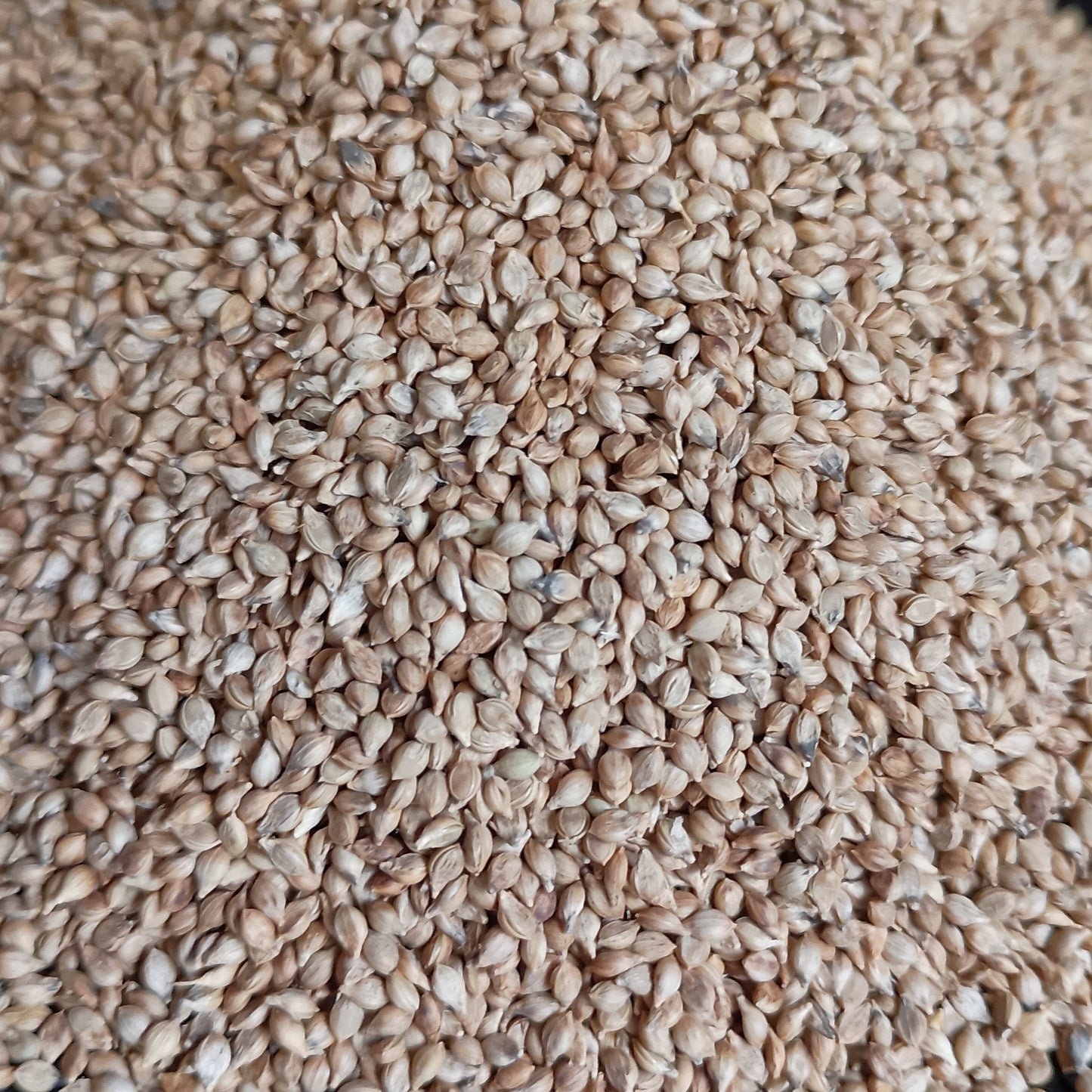 Brown Top Millet Seed