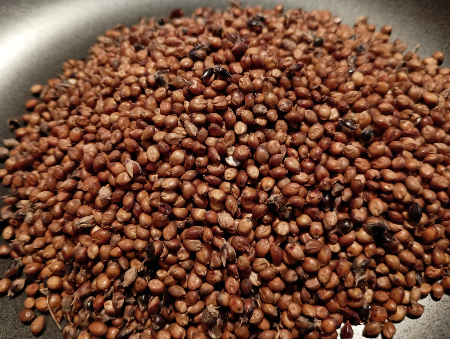 Egyptian Wheat Seed
