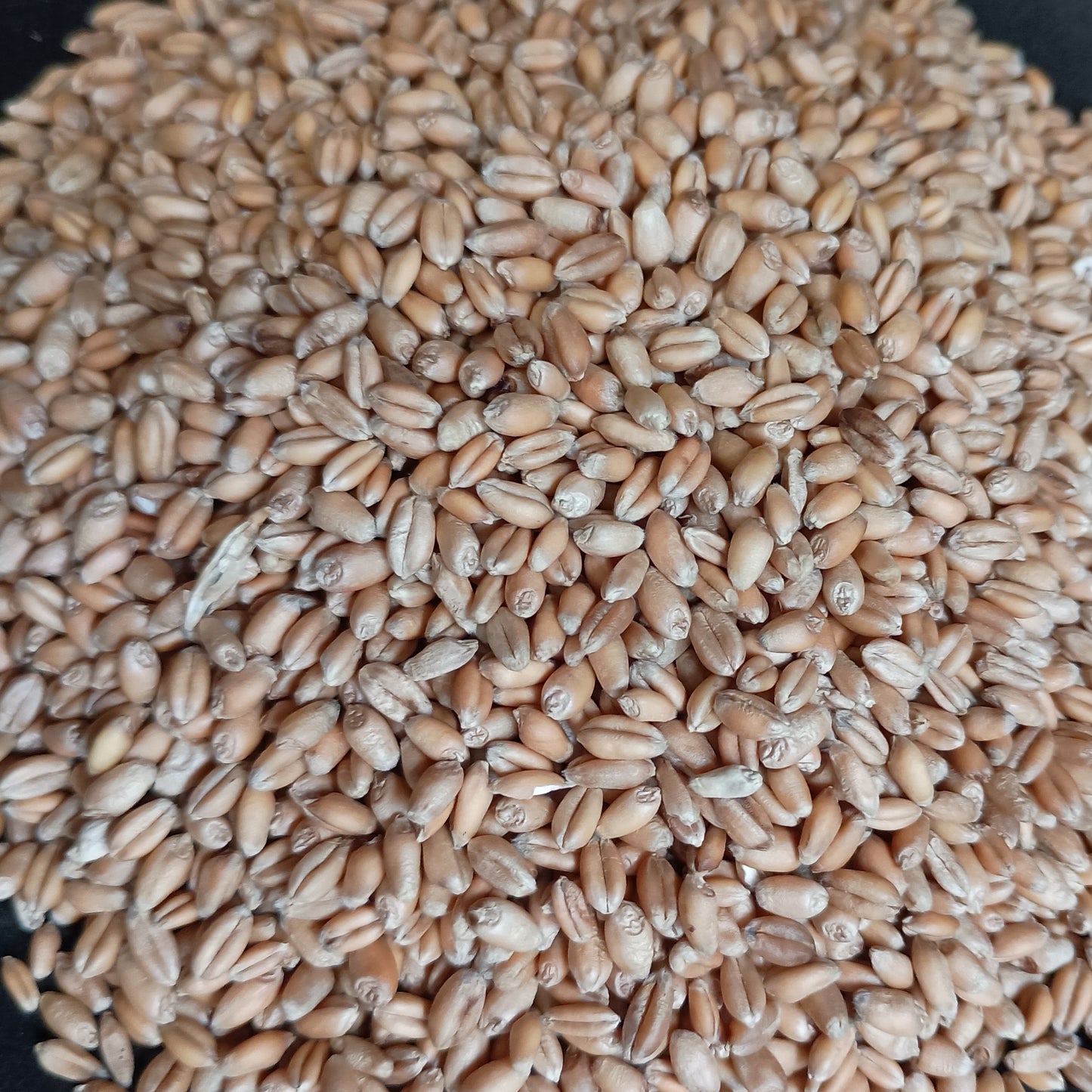 Close-up of a pile of wheat grains on a black background