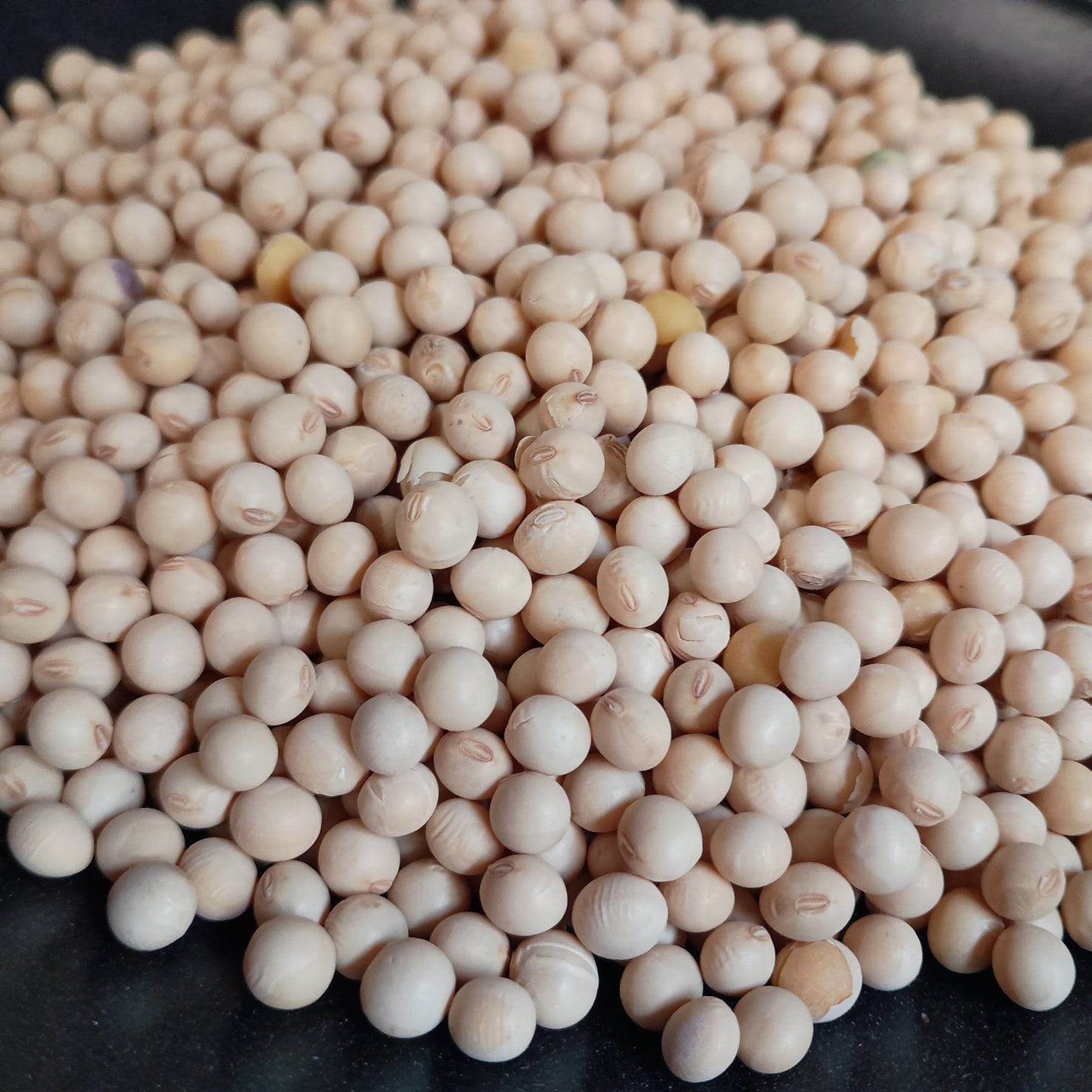 Soybean Seed