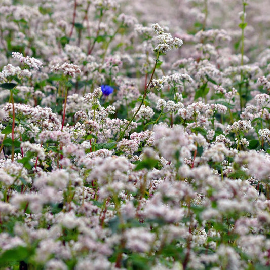 Buckwheat Seed