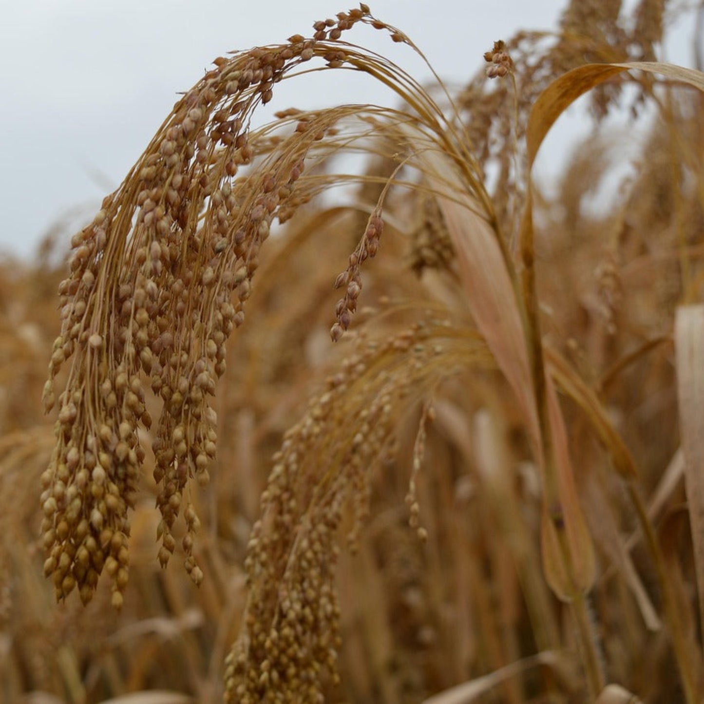 Japanese Millet Seed
