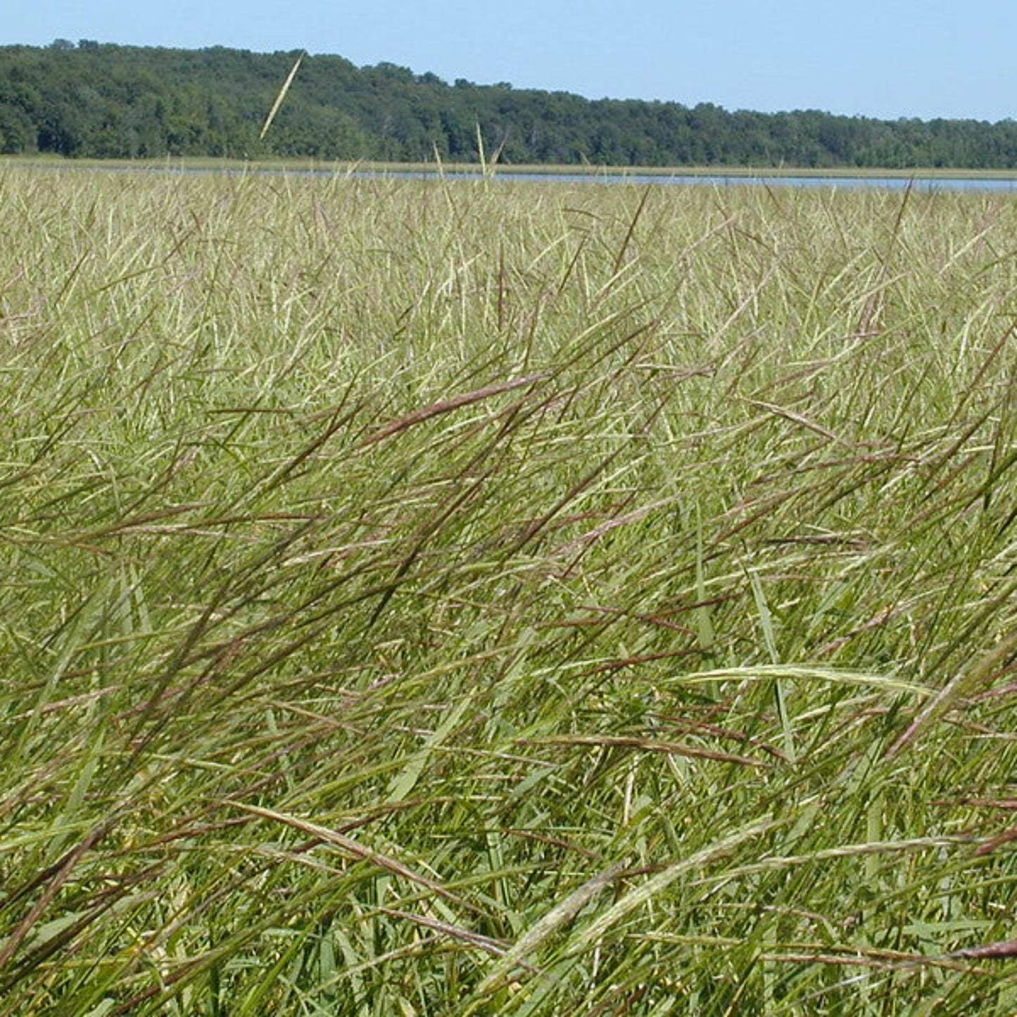 Rice Seed