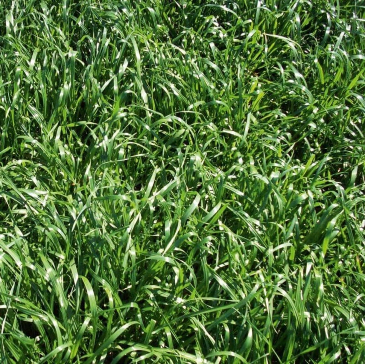 Annual Ryegrass Seed