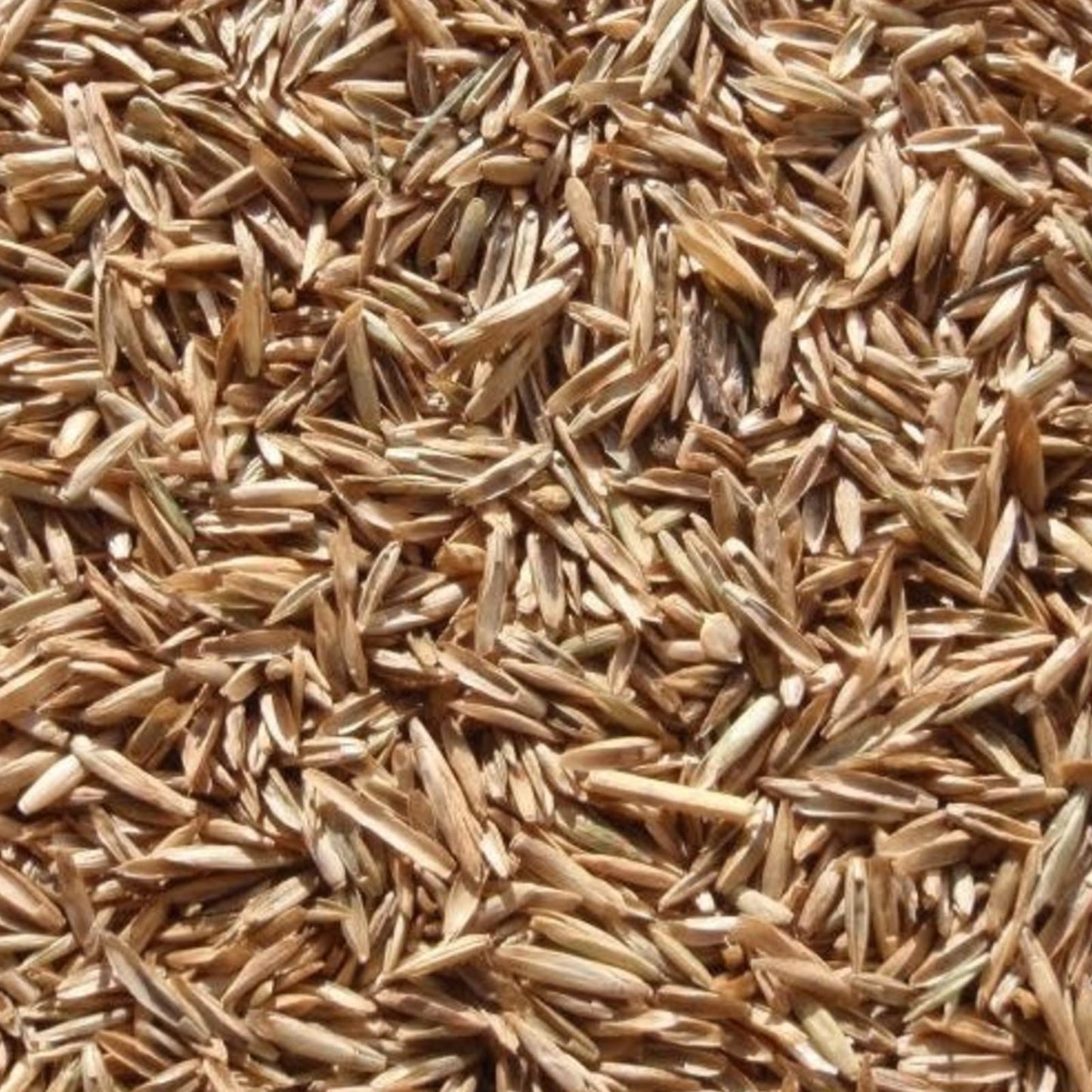 Annual Ryegrass Seed