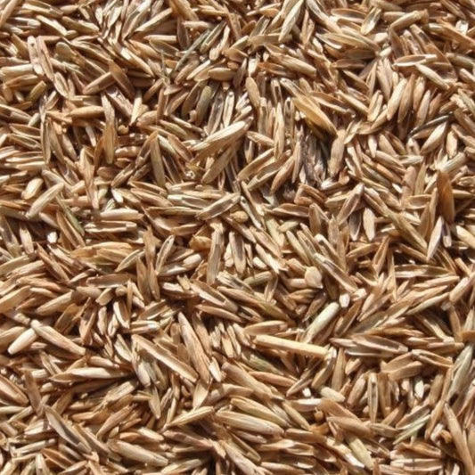 Annual Ryegrass Seed