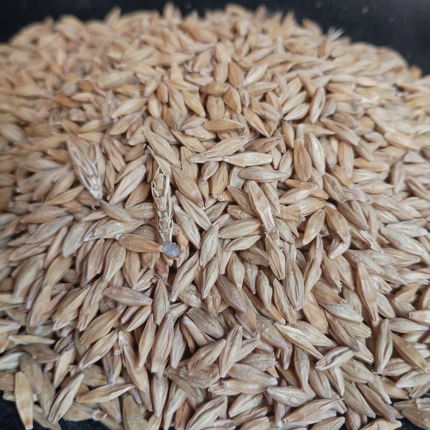 Close-up of a pile of light brown seeds on a dark background