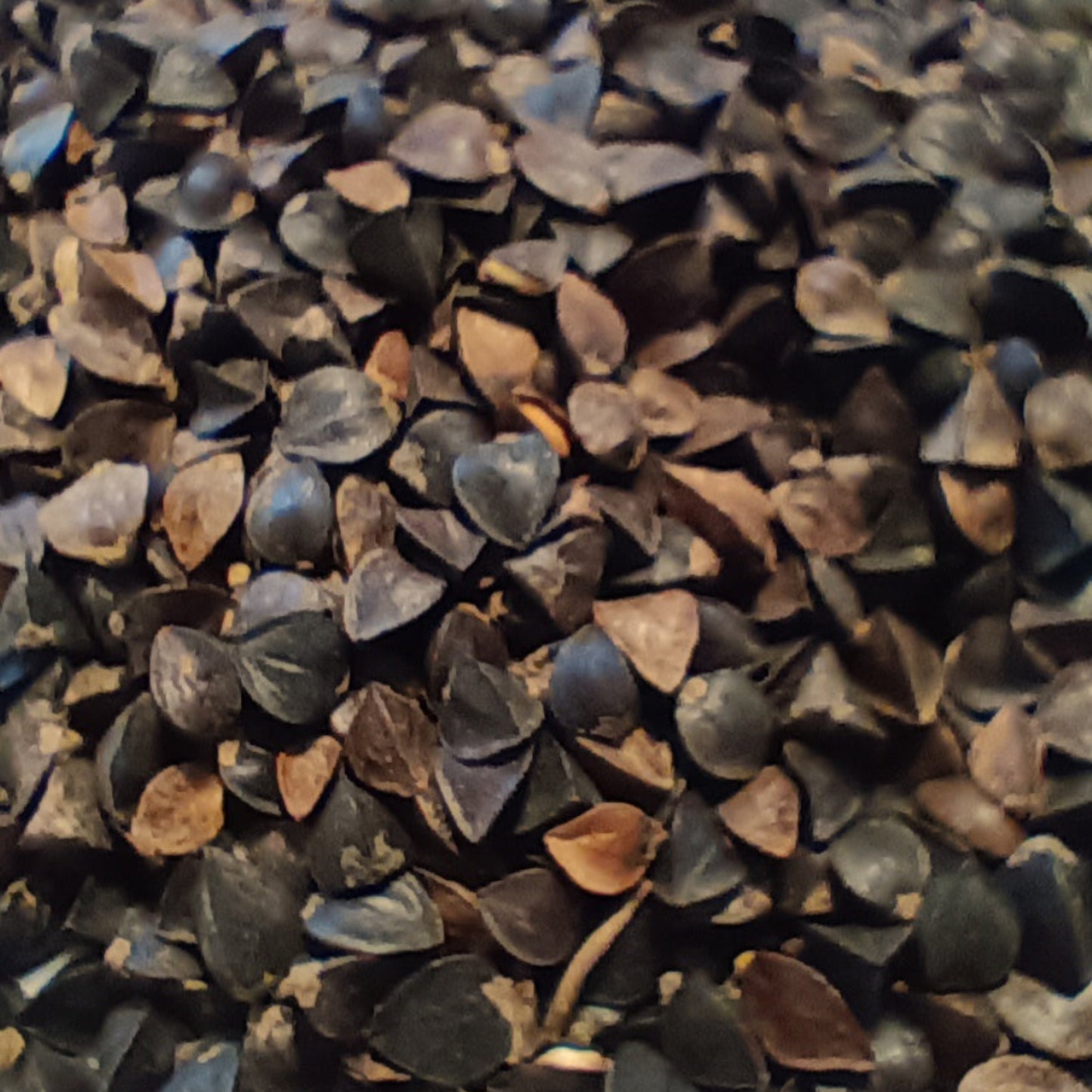 Buckwheat Seed