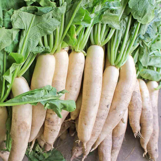 Daikon Radish Seed