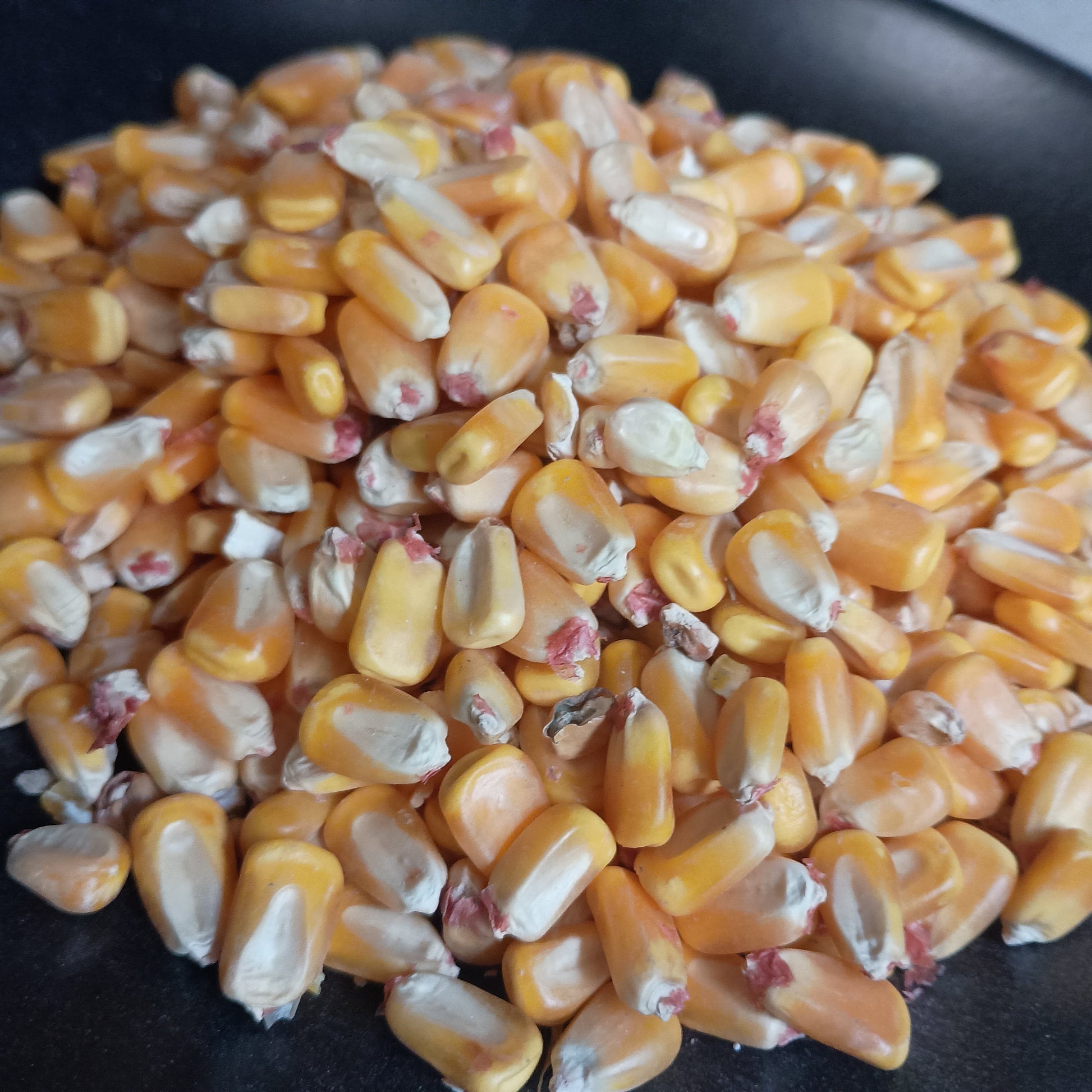 Corn kernels on a black background