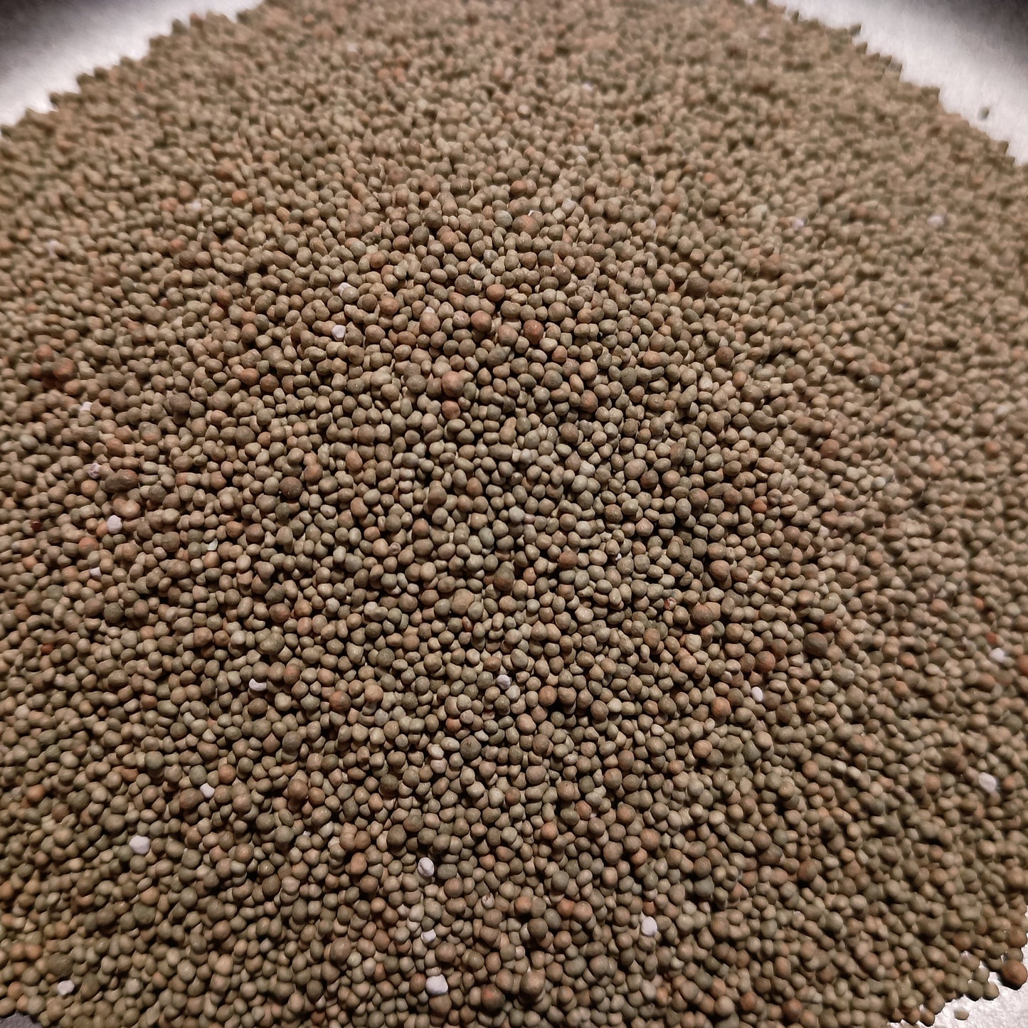 Close-up of brown seeds on a white background