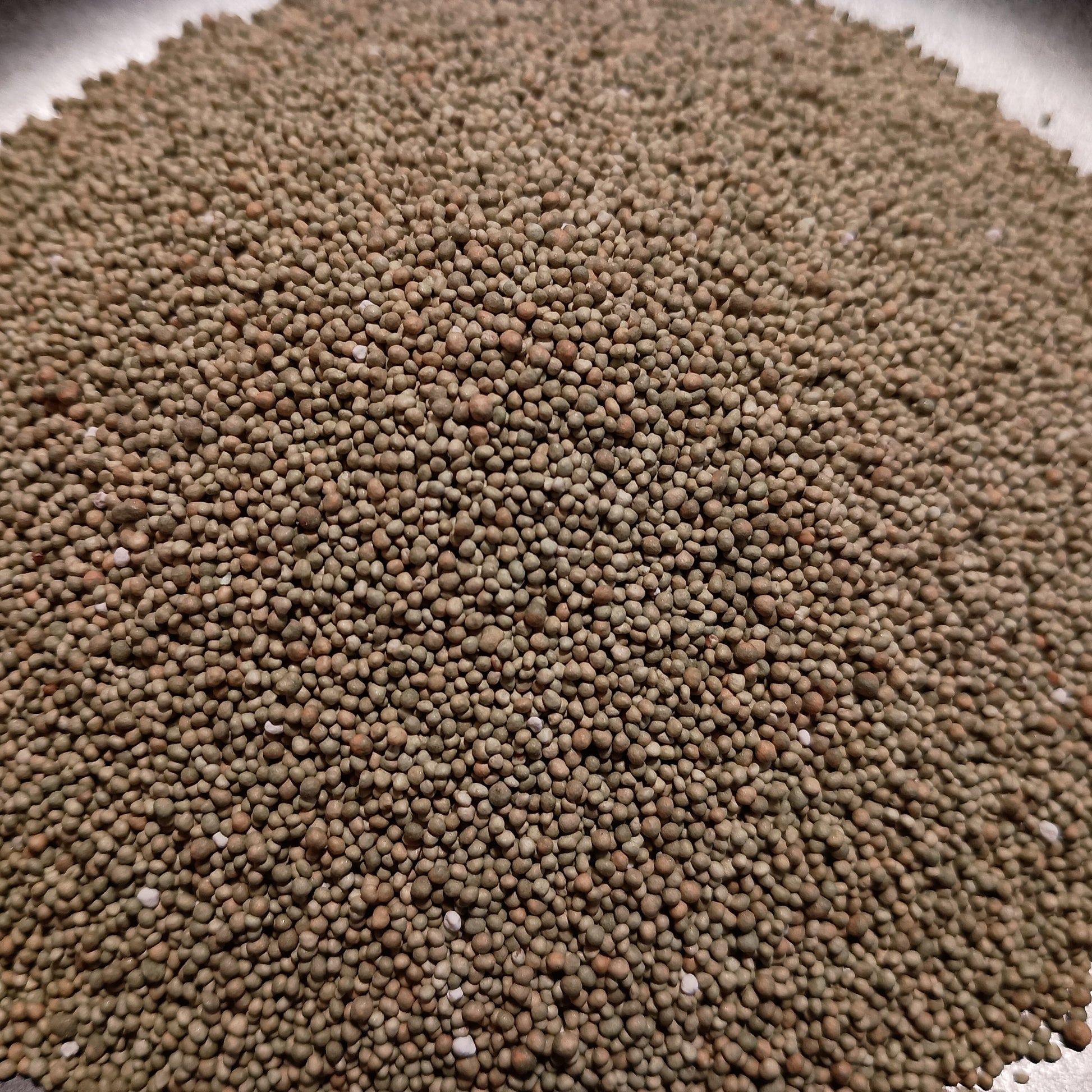 Close-up of brown seeds on a white background