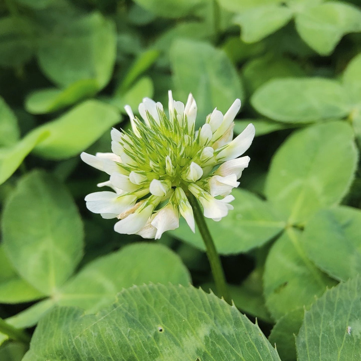 White Dutch Clover Seed