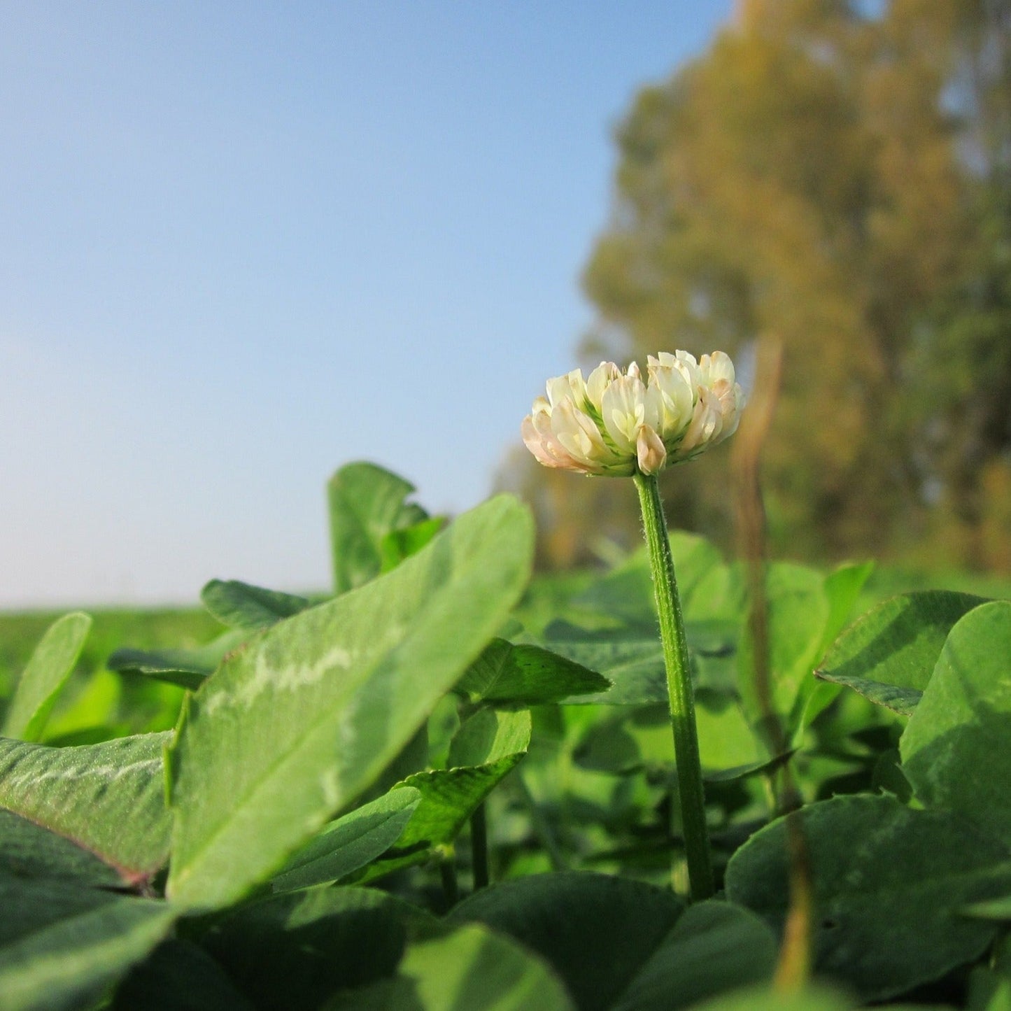White Dutch Clover Seed