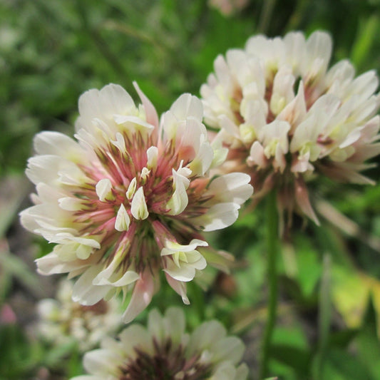 White Dutch Clover Seed