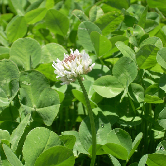 White Dutch Clover Seed