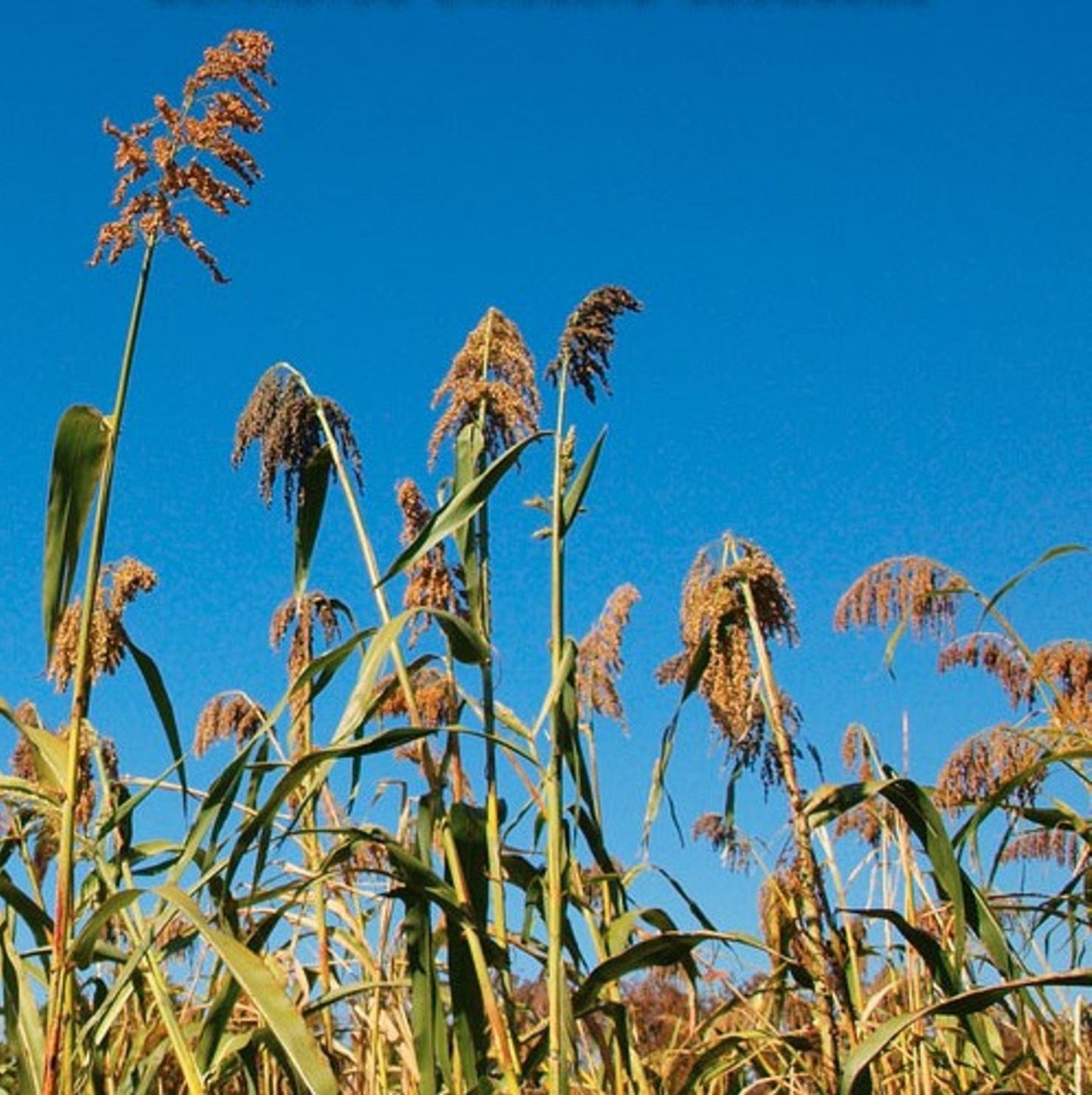 Egyptian Wheat Seed