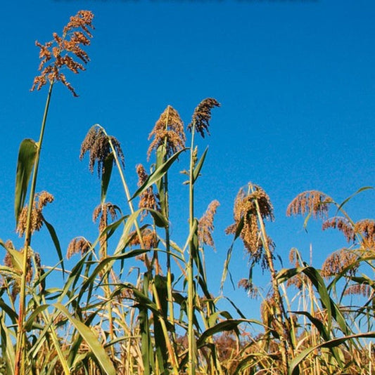 Egyptian Wheat Seed