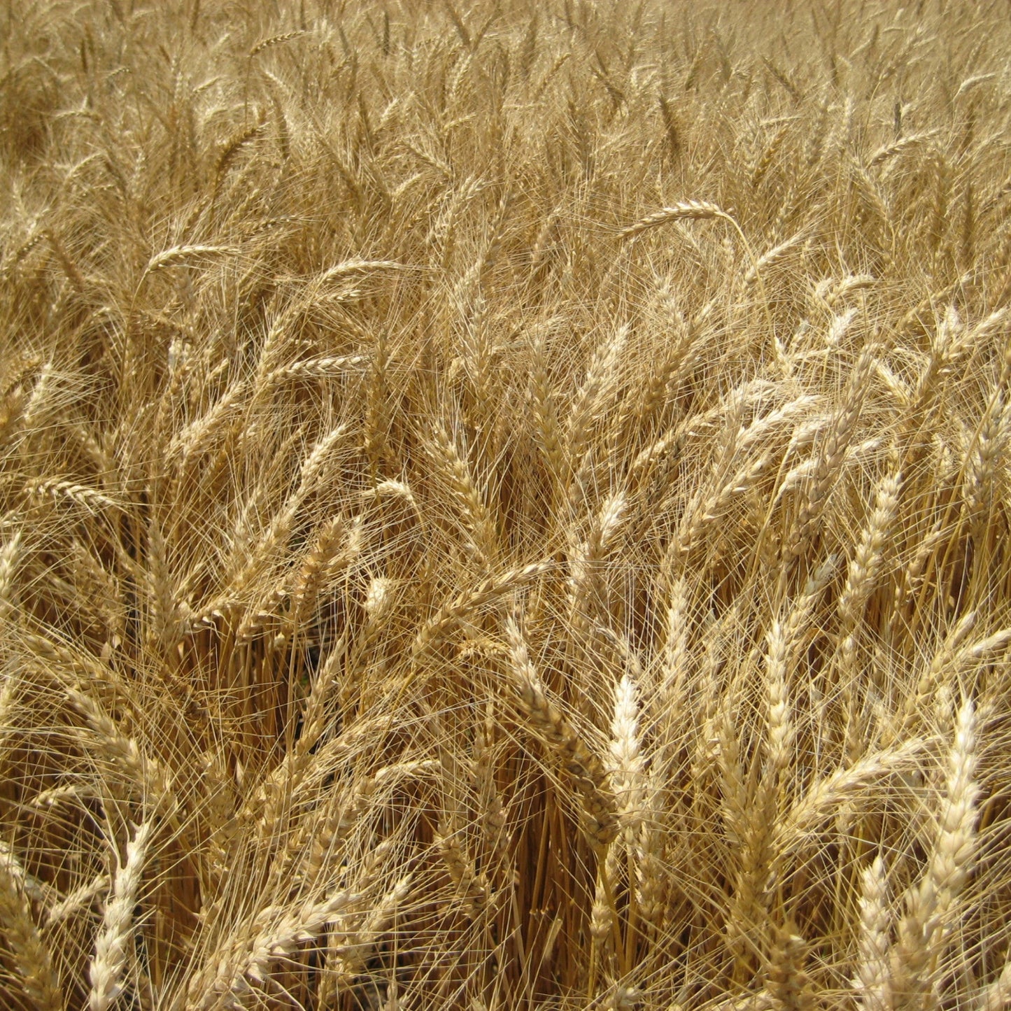 Hard Red Winter Wheat Seed