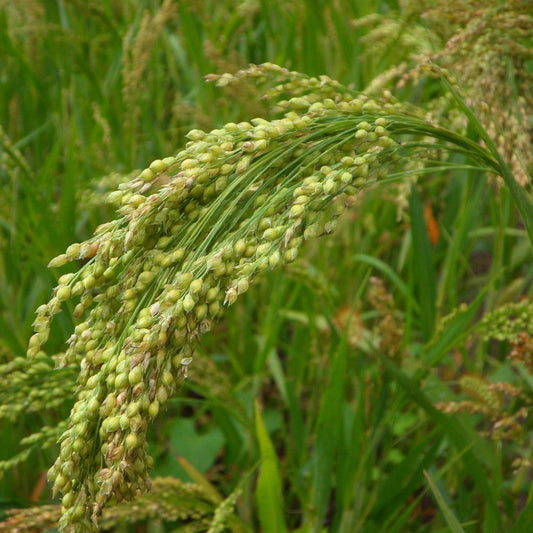 Japanese Millet Seed