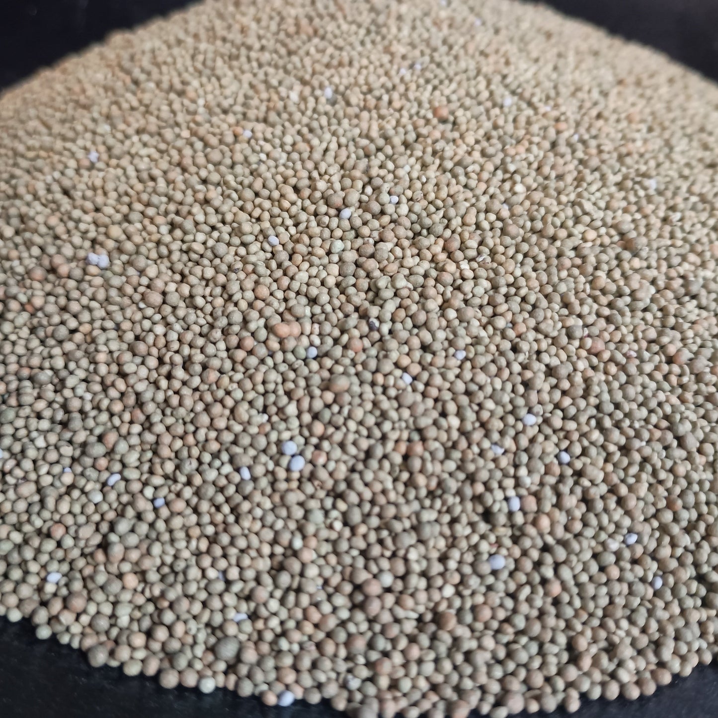 Close-up of small brown seeds on a dark background