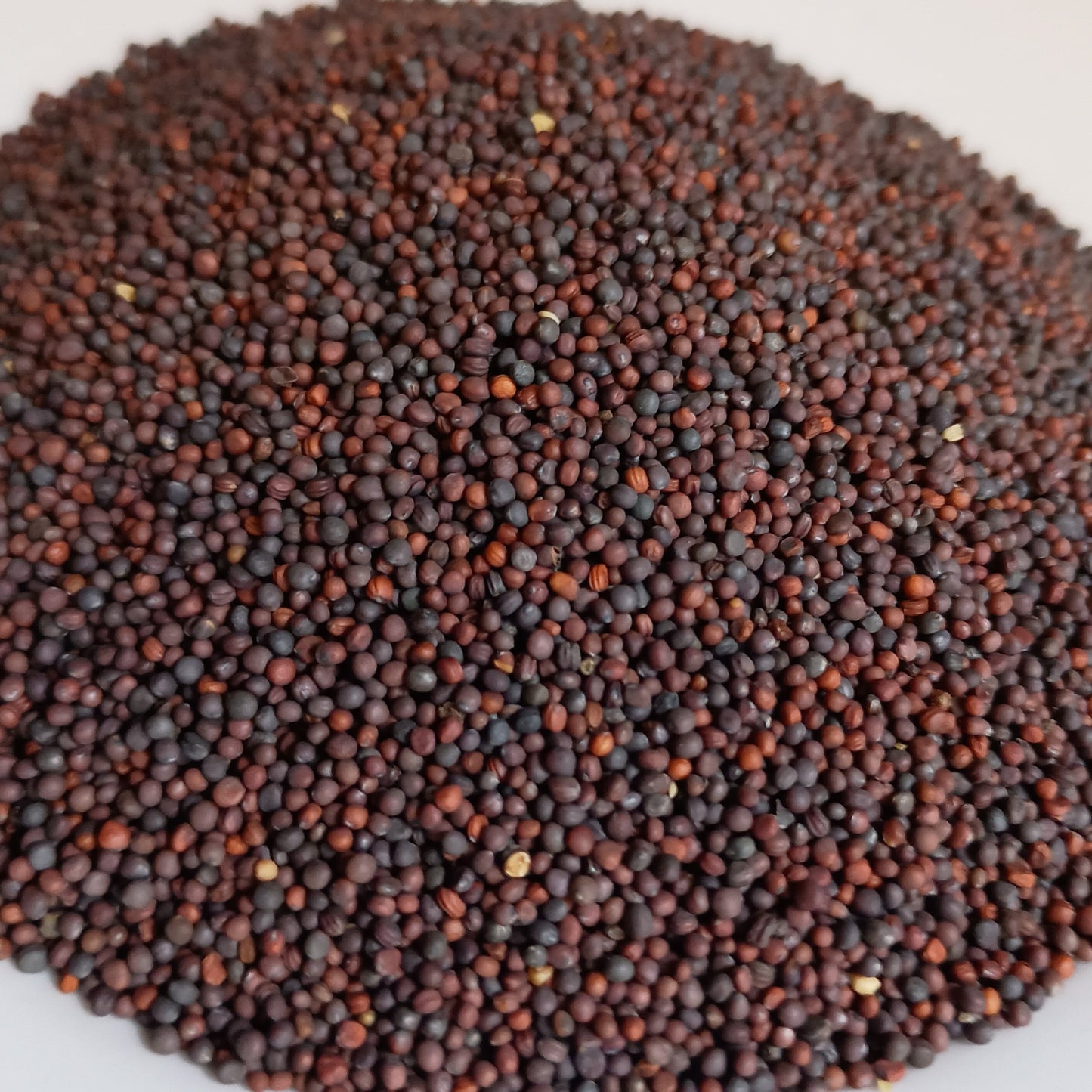 Purple Top White Globe Turnip Seed