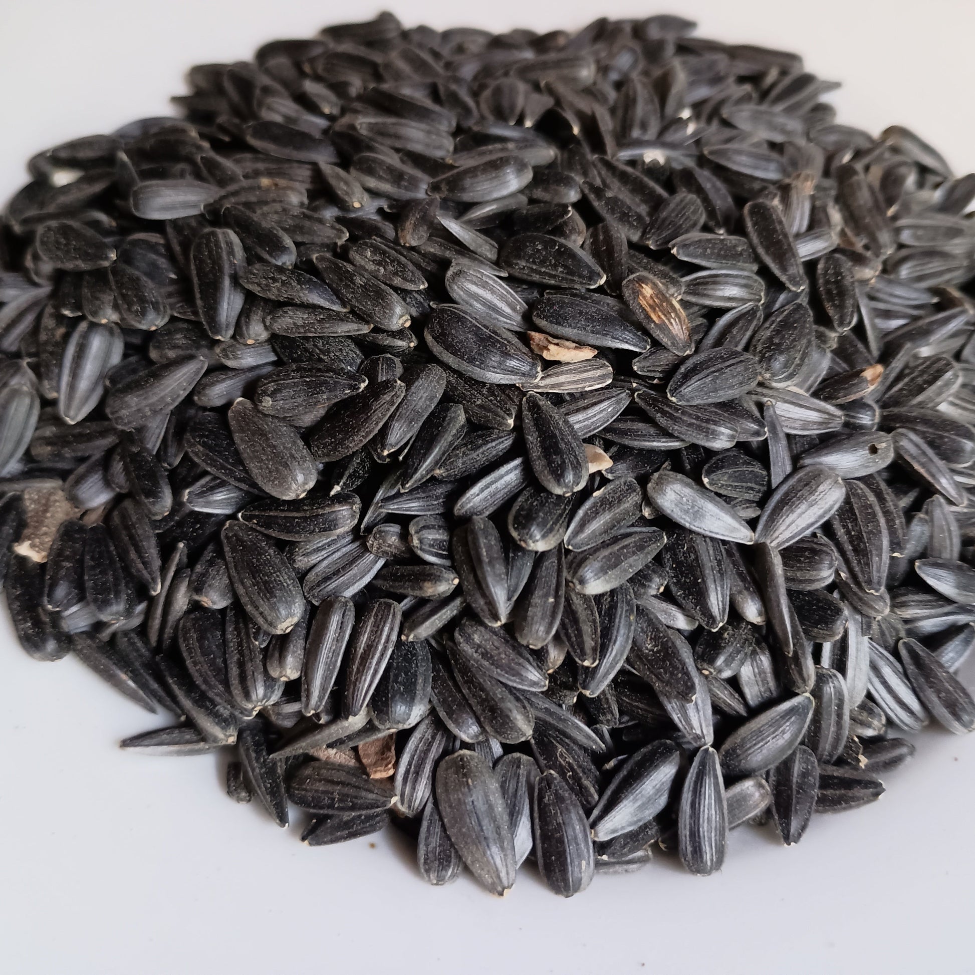 Close-up of sunflower seeds on a white background