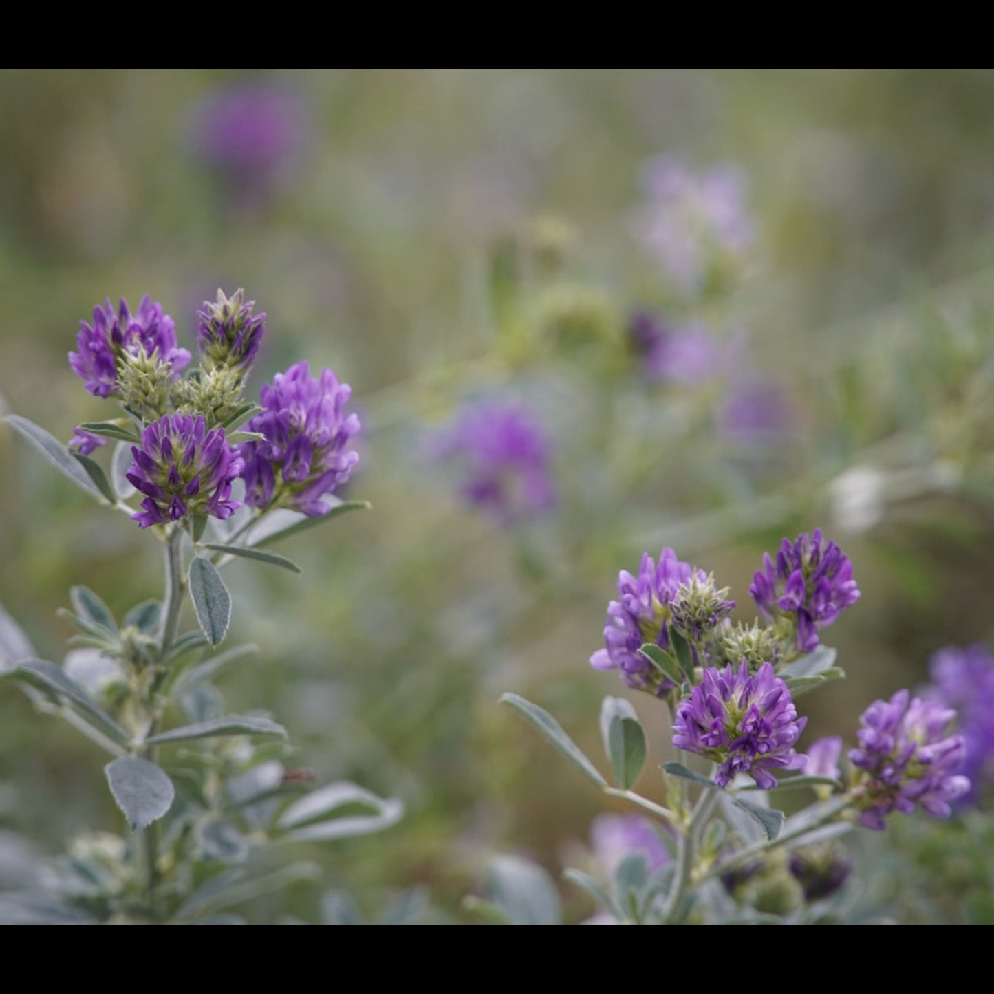 Alfalfa Seed