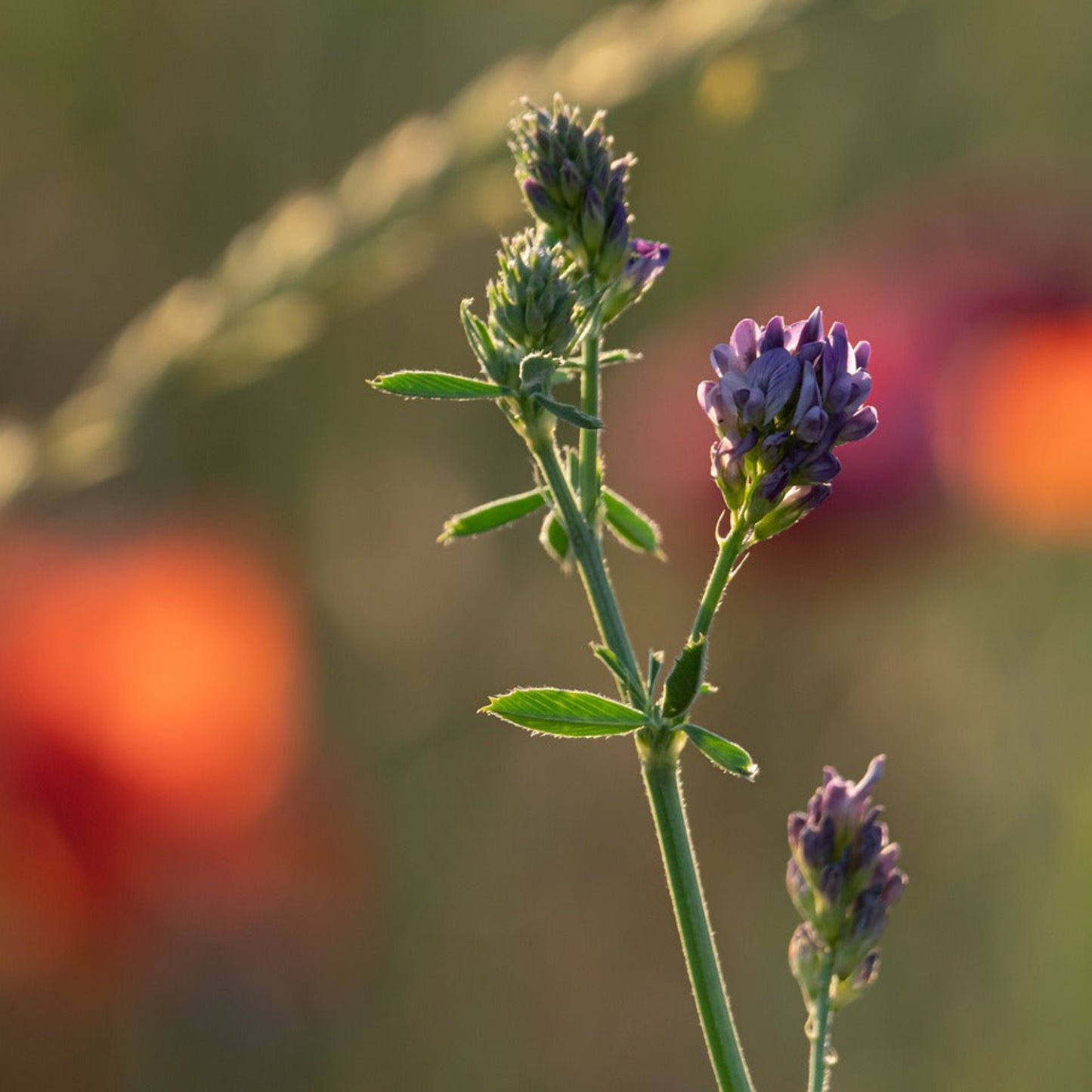 Alfalfa Seed