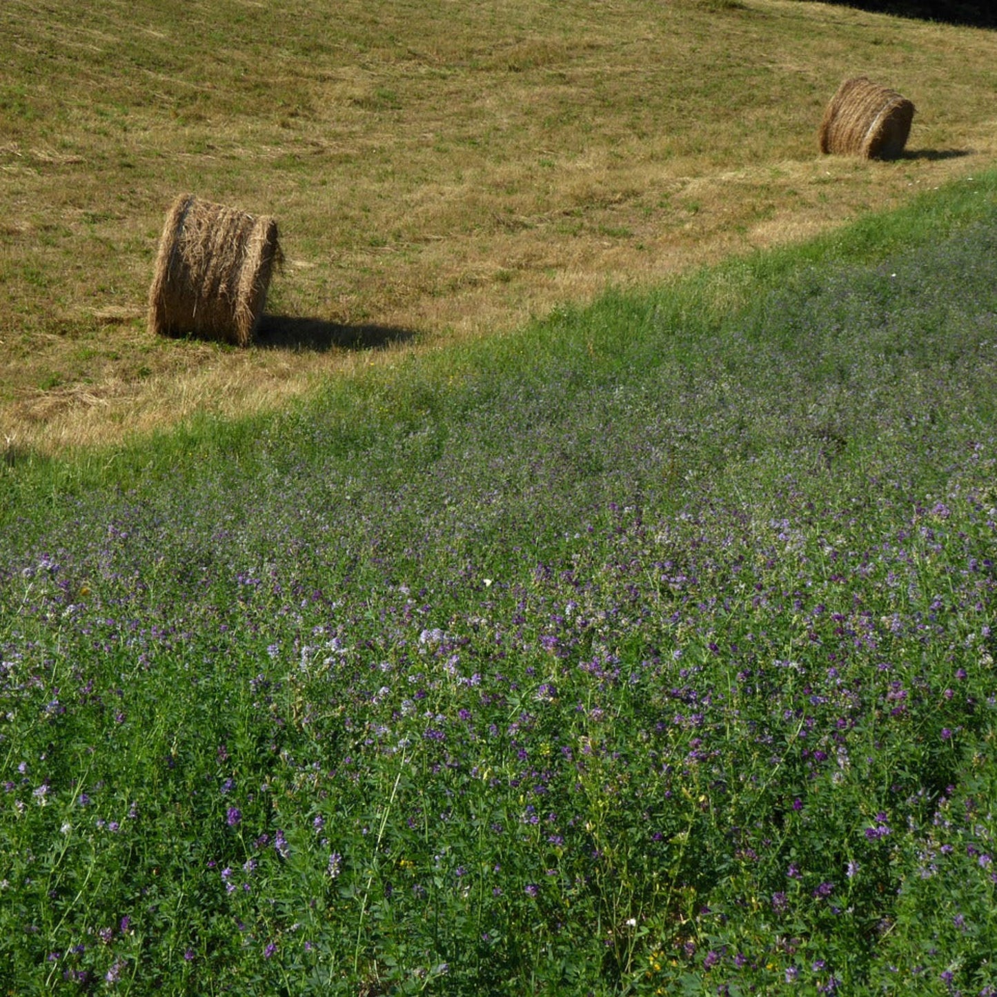 Alfalfa Seed