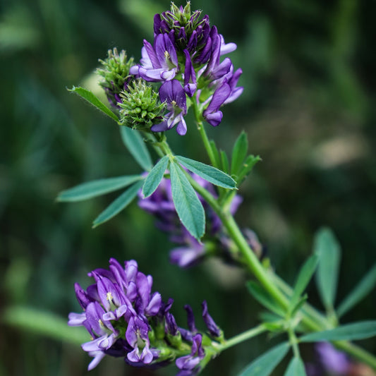 Alfalfa Seed