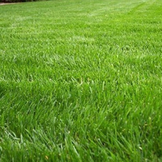 Annual Ryegrass Seed