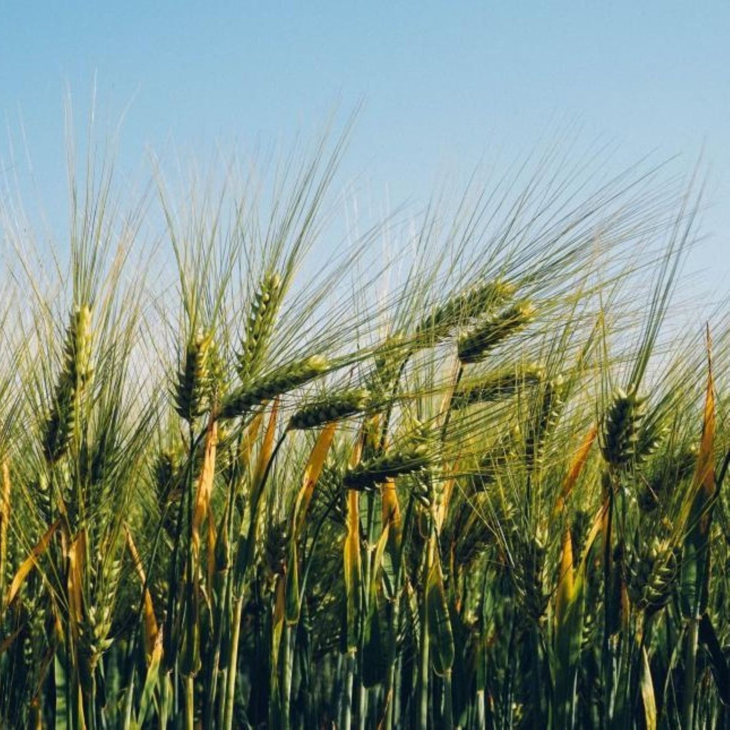 Barley Seed