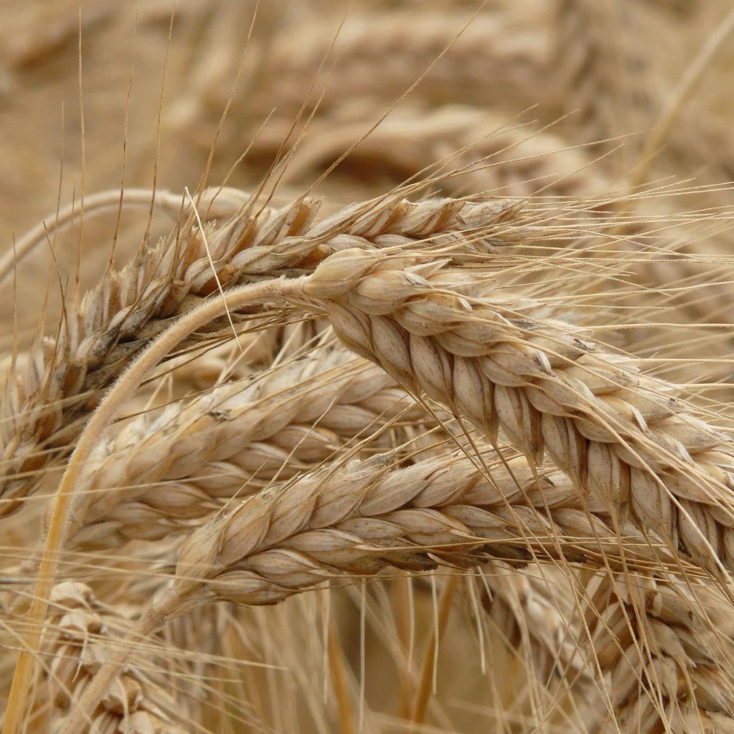Barley Seed