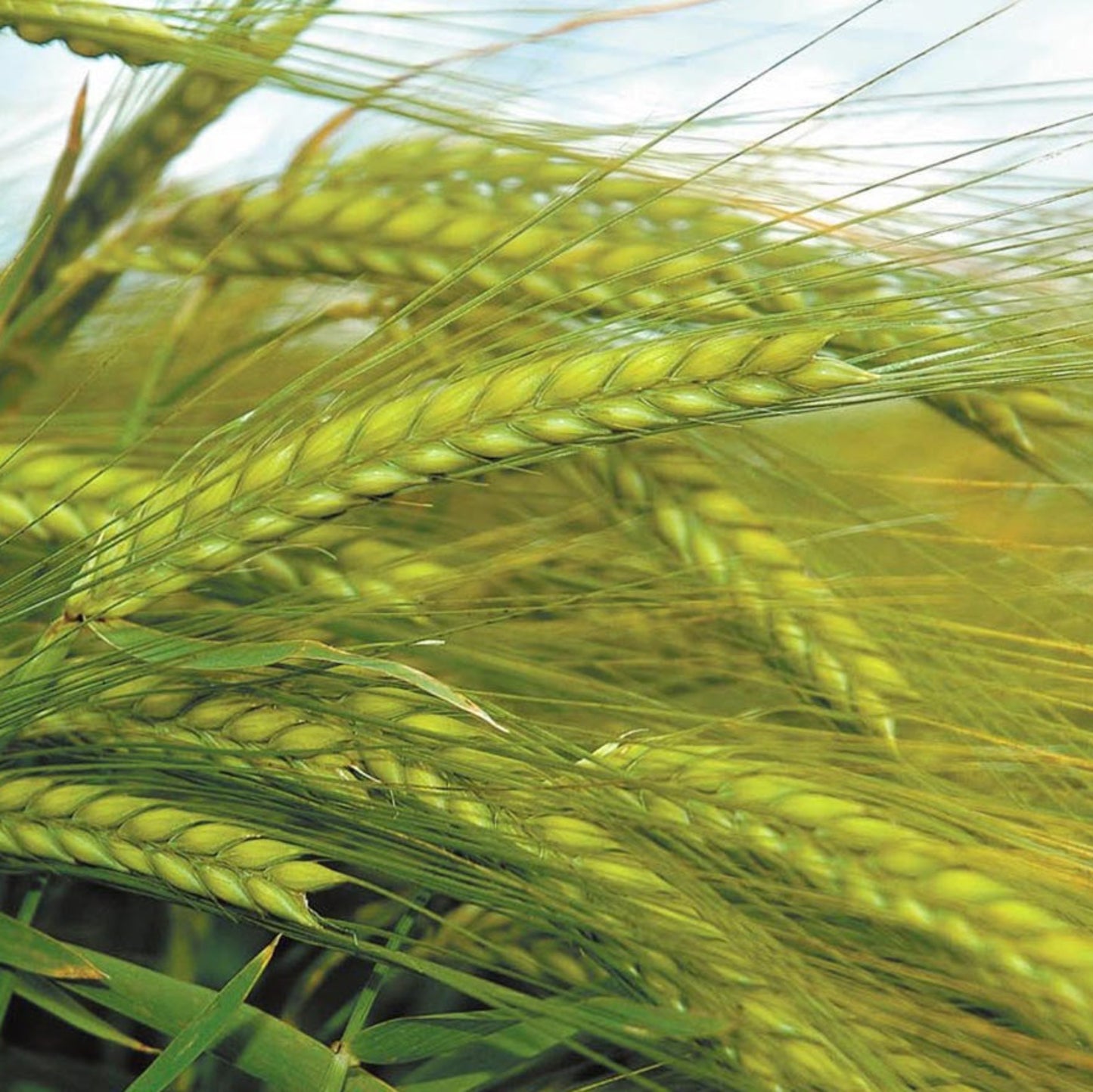 Barley Seed