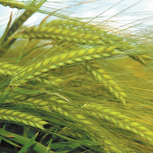 Barley Seed