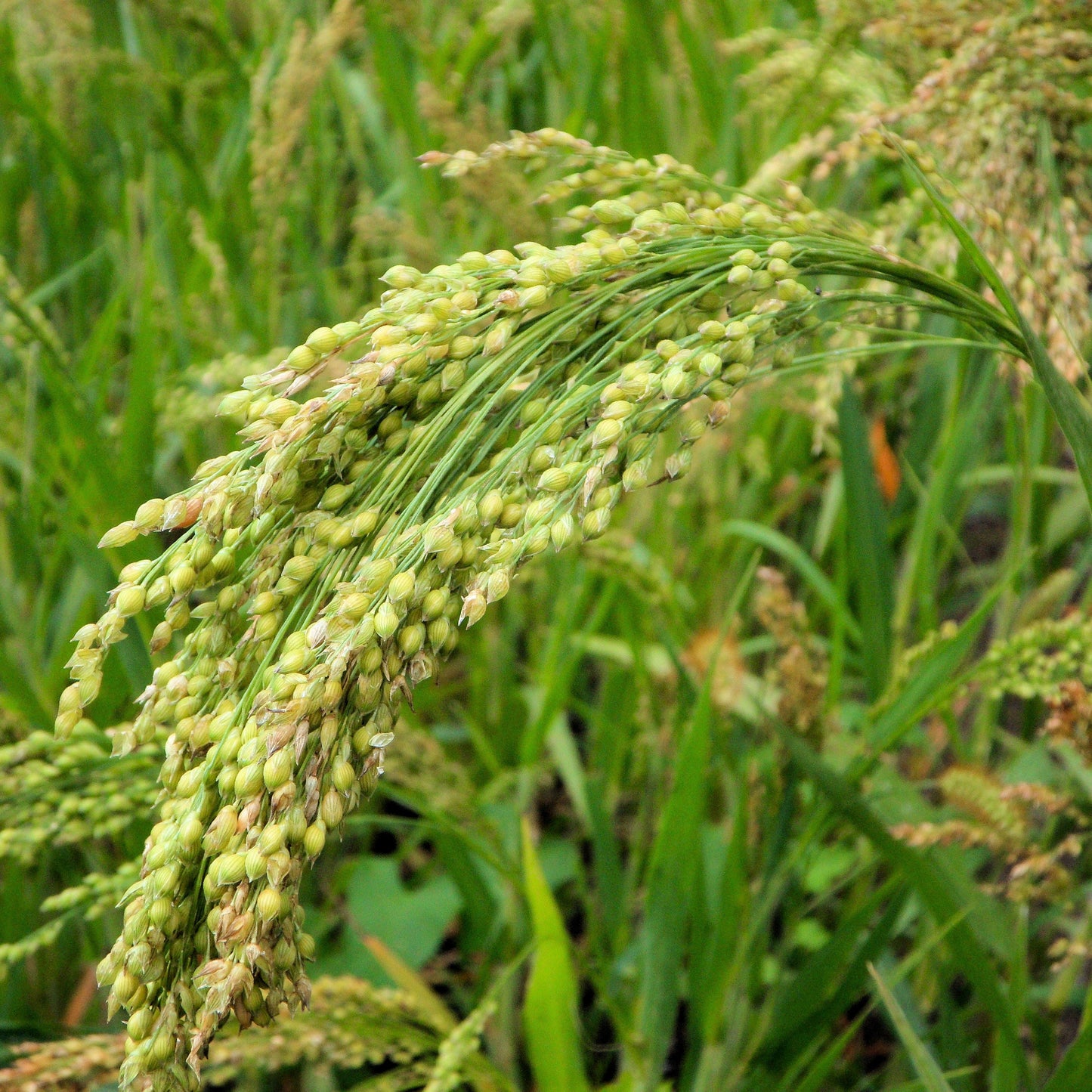 Brown Top Millet Seed