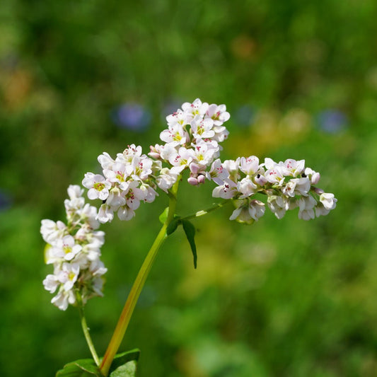 Buckwheat Seed