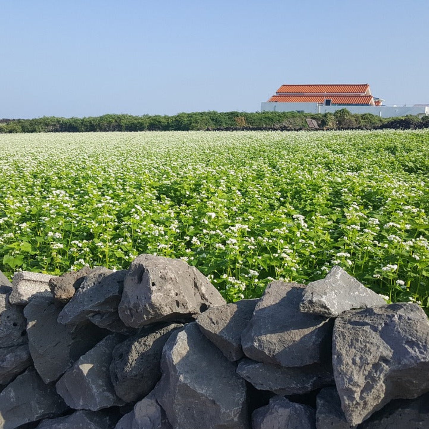 Buckwheat Seed