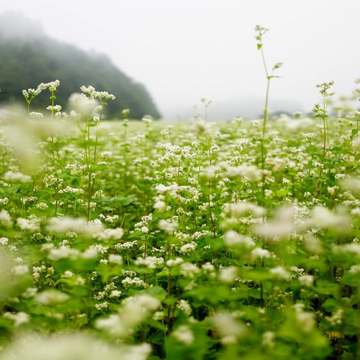 Buckwheat Seed