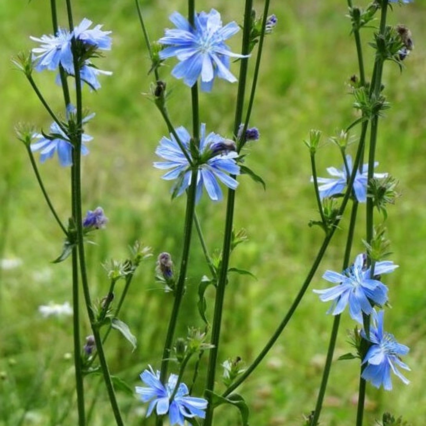 Chicory Seed