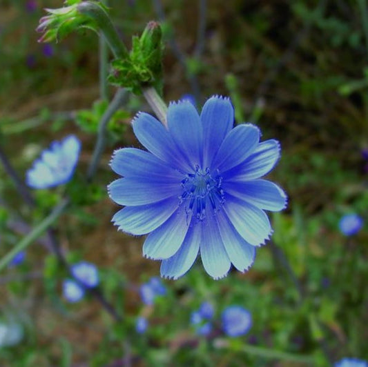 Chicory Seed