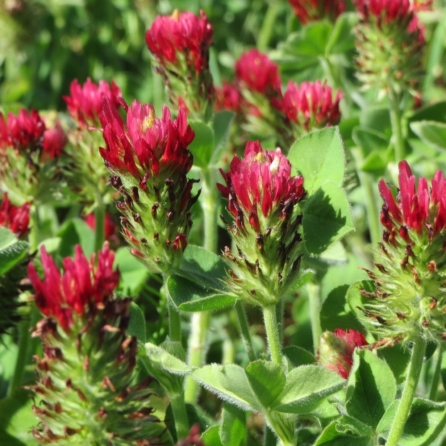 Crimson Clover Seed