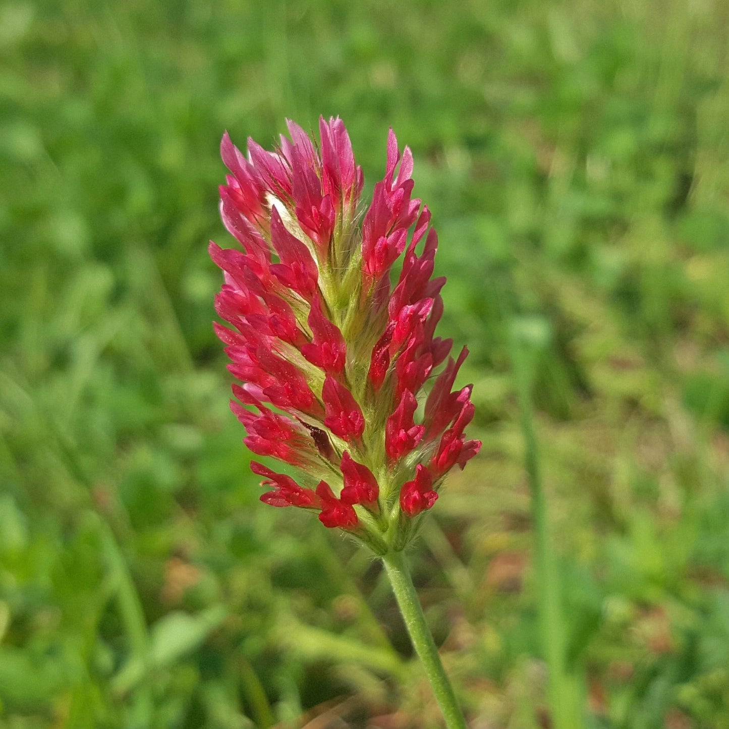 Crimson Clover Seed