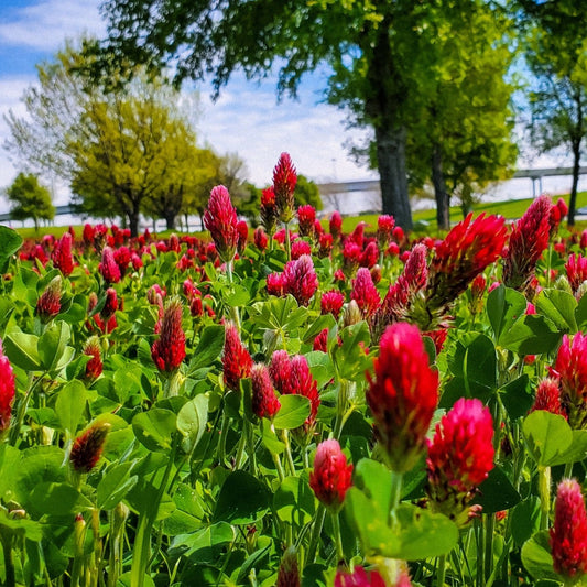 Crimson Clover Seed