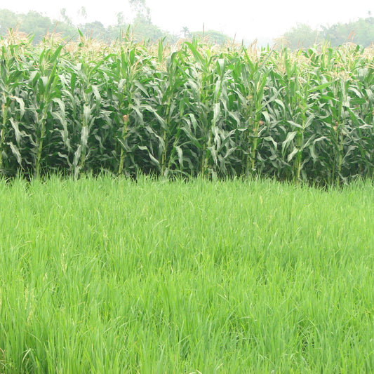 Yellow Dent Corn Seed
