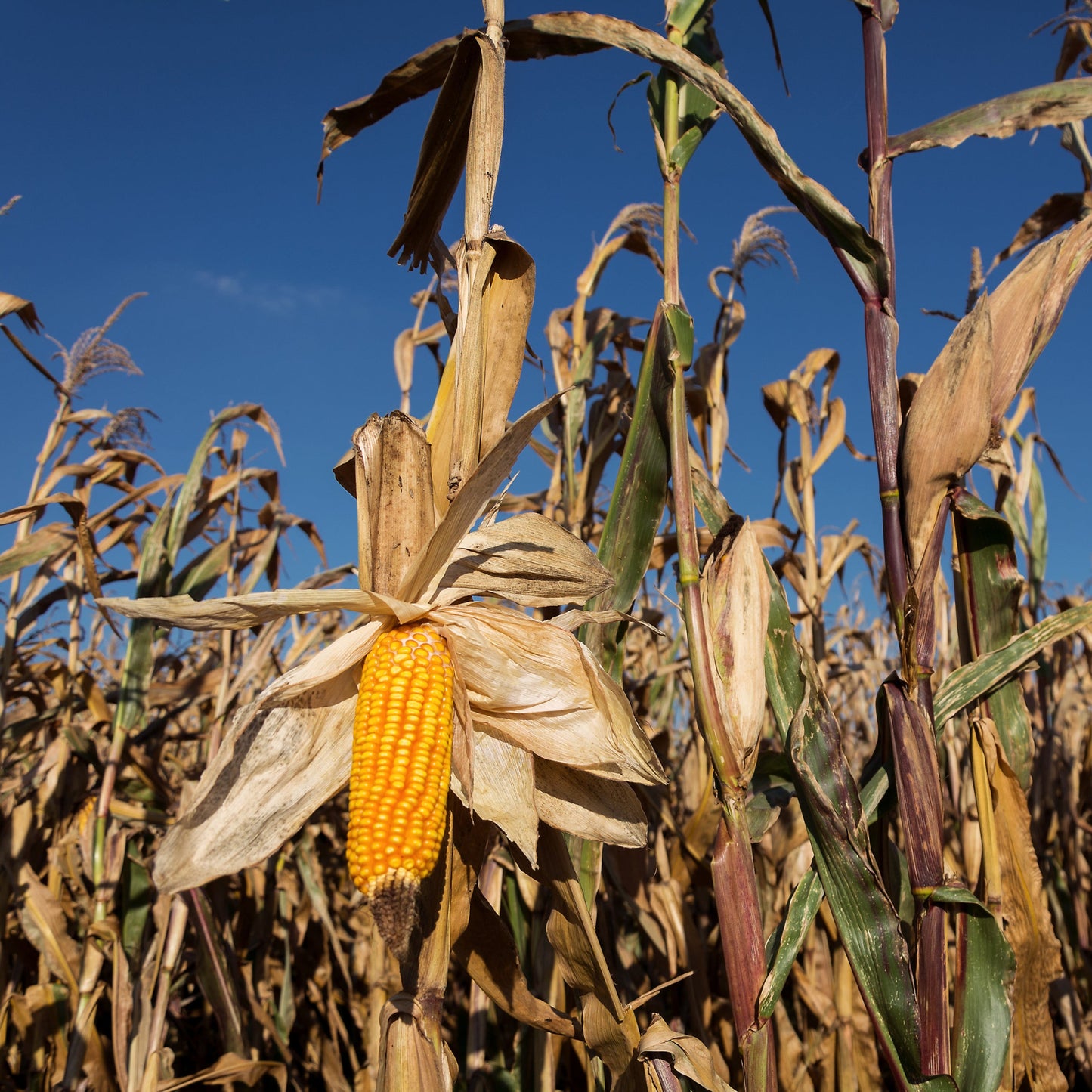 Yellow Dent Corn Seed