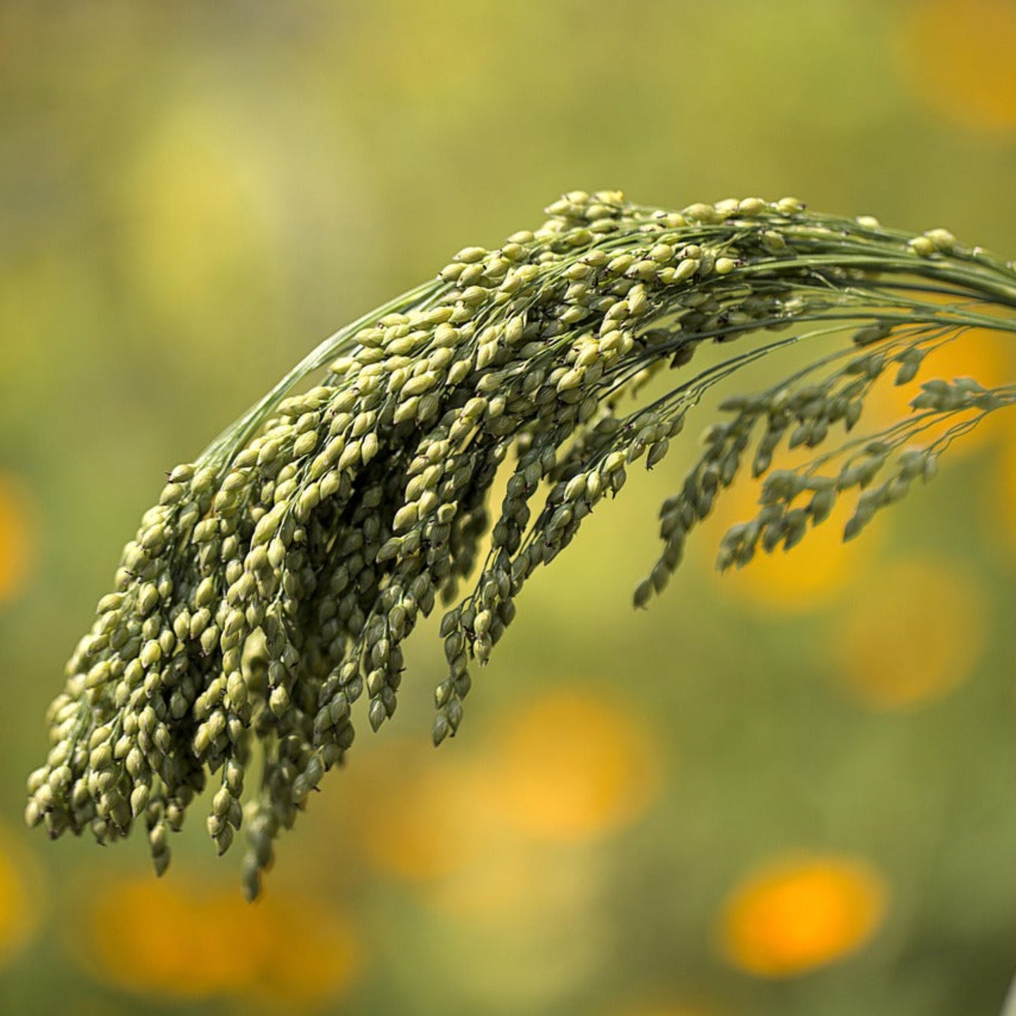 Japanese Millet Seed