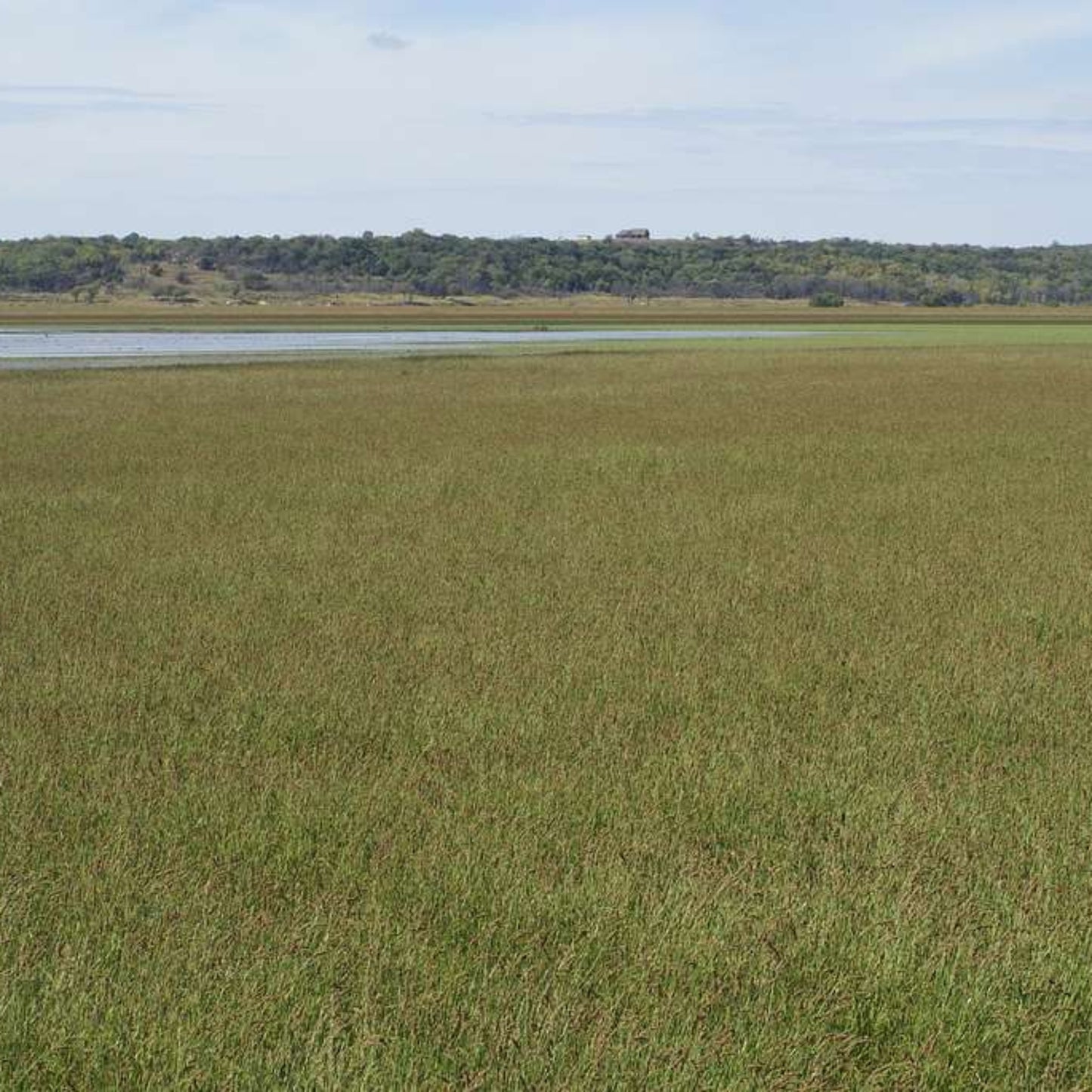 Japanese Millet Seed