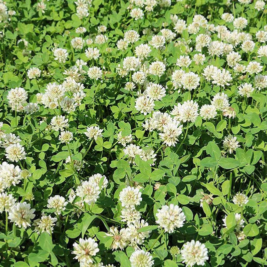 White Ladino Clover Seed